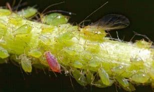 aphid, insects, greenfly, aphid, aphid, aphid, aphid, aphid, greenfly