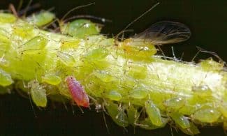 aphid, insects, greenfly, aphid, aphid, aphid, aphid, aphid, greenfly