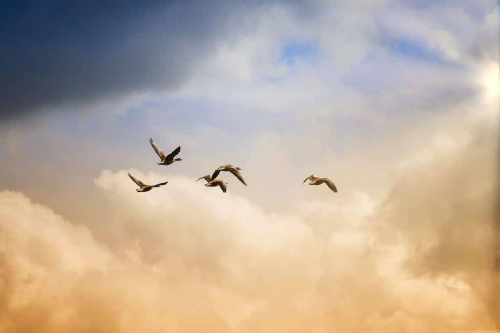 birds, flying, freedom, ducks, heaven, nature, animals, wildlife, sunset