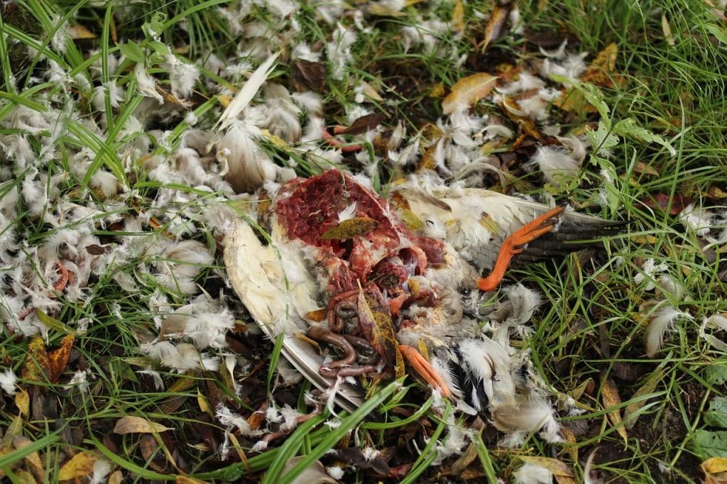 duck, nature, dead, predator, catch, bird, carcase