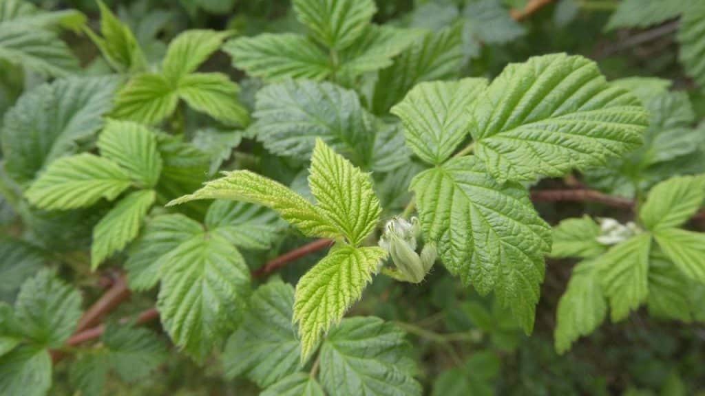 raspberry, nature, leaves, bush
