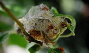 pests, ermine, apple tree, branch, tree, fruit tree, pome fruit family, close up, nature, cocooned, pest control, garden