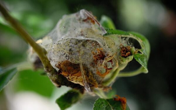 Užteks vieno šaukšto šios priemonės: sužinokite, kaip pigiai apsaugoti vaismedžius nuo kenkėjų