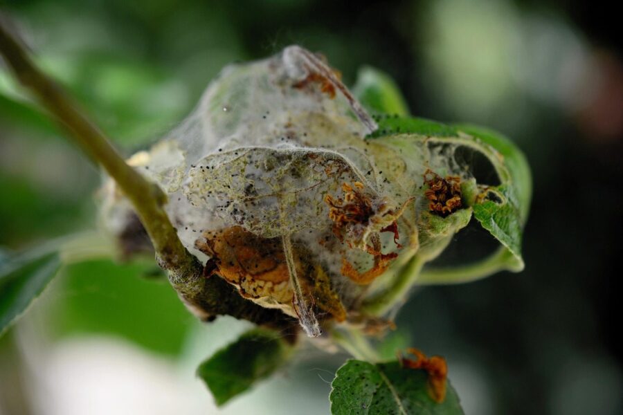 pests, ermine, apple tree, branch, tree, fruit tree, pome fruit family, close up, nature, cocooned, pest control, garden