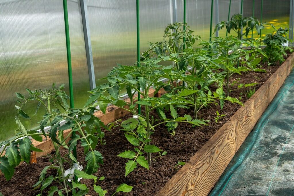 tomatoes, bloom, yellow, the flowers of tomatoes, foliage, greenhouse, vegetables, spring, nature, bush, village, garden, greenhouse, greenhouse, greenhouse, greenhouse, greenhouse