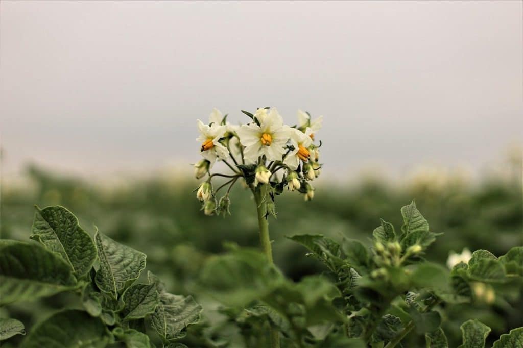 potato, potato blossoms, nature, kempen, homeland, niederrhein, blossoms, potato tree, earth apple, potato field, potato flower, summer, agriculture, close up, potato plant, crop, saint hubert