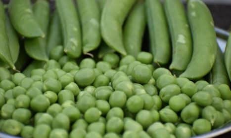 green peas, fresh, peas, green, food, pea, healthy, soup, vegetables, vegetable, vegetarian, diet, organic, natural, raw, garden, nutrition, different, nature, freshness, kitchen, sweet, peas, peas, peas, peas, peas, pea
