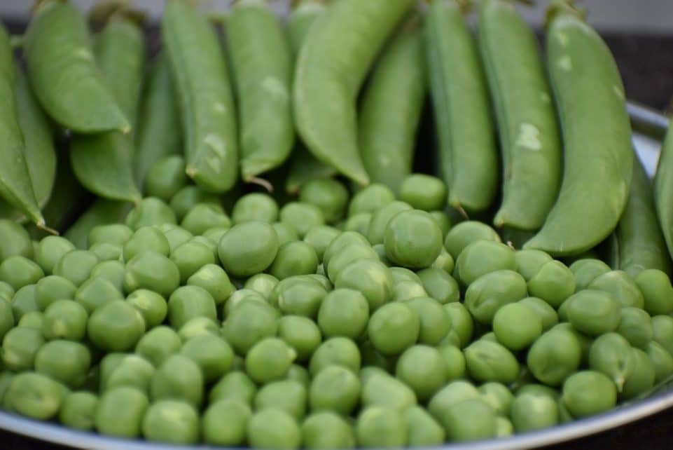 green peas, fresh, peas, green, food, pea, healthy, soup, vegetables, vegetable, vegetarian, diet, organic, natural, raw, garden, nutrition, different, nature, freshness, kitchen, sweet, peas, peas, peas, peas, peas, pea