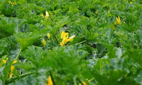 zucchini, zucchetti, nature, garden pumpkin, zucchini plant, zucchini field, garden, vegetables, green, bio, yellow, food, agriculture