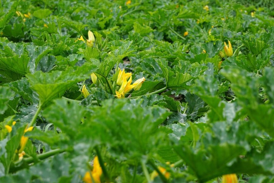 zucchini, zucchetti, nature, garden pumpkin, zucchini plant, zucchini field, garden, vegetables, green, bio, yellow, food, agriculture