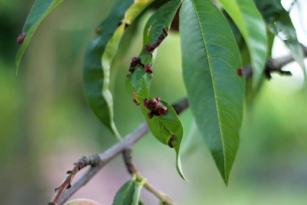 tree, branch, blade, leaves, parasite, nature, disease, pests, pest, blister, kadeřavost peach trees, peach