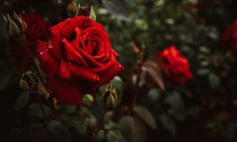 flowers, roses, bush, red, flower wallpaper, nature, beautiful flowers, flower background, bloom