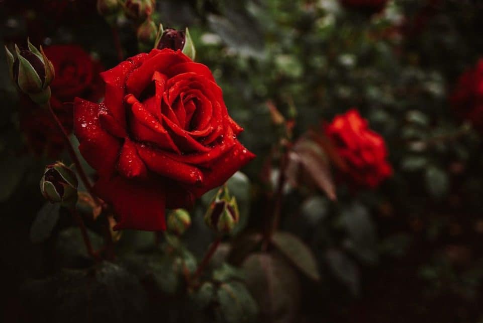 flowers, roses, bush, red, flower wallpaper, nature, beautiful flowers, flower background, bloom