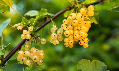 currant, fruits, white currants, berries, white berries, cluster, harvest, produce, organic, fresh, fresh fruits, fresh currants, fresh berries, nature, agriculture, botany, plants