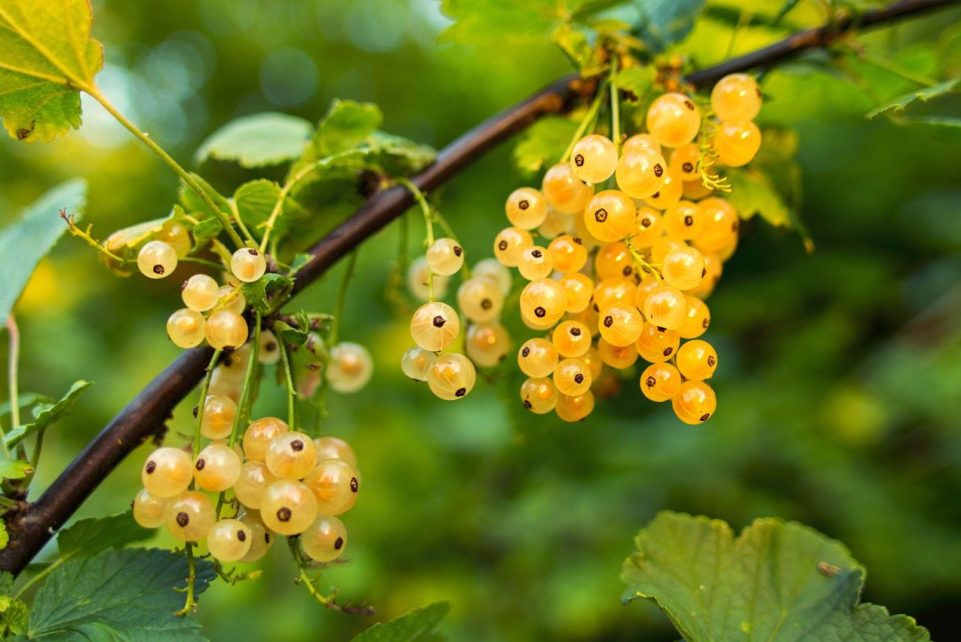 currant, fruits, white currants, berries, white berries, cluster, harvest, produce, organic, fresh, fresh fruits, fresh currants, fresh berries, nature, agriculture, botany, plants