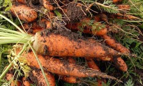 carrot, vegetable garden, plant, nature, vegetable