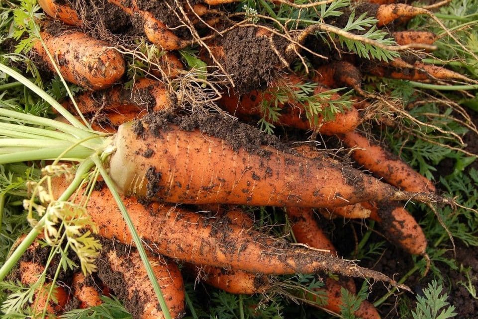 carrot, vegetable garden, plant, nature, vegetable
