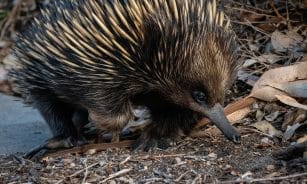 echidna, hedgehog, animal, nature, nose, cute, fauna
