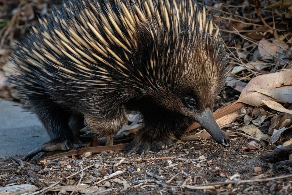 echidna, hedgehog, animal, nature, nose, cute, fauna