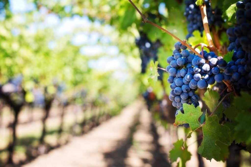 grapes, vines, grapevines, vineyard, fruits, organic, produce, harvest, viticulture, winegrowing, rebstock, cultivation, farming, agriculture, nature, napa valley, napa vineyard, vineyard, vineyard, vineyard, vineyard, vineyard, harvest, agriculture