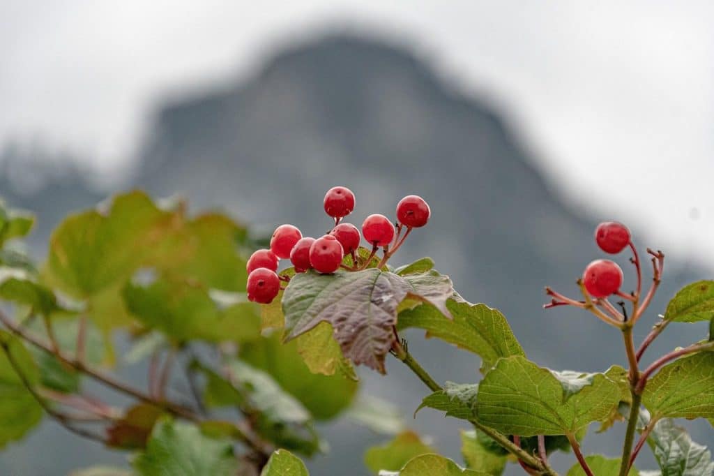 guelder rose, berries, tree, dogberry, water elder, cramp bark, snowball tree, european cranberry bush, fruits, red berries, leaves, branch, plant, bush, foliage, flora, nature, closeup, guelder rose, cramp bark, cramp bark, cramp bark, cramp bark, cramp bark