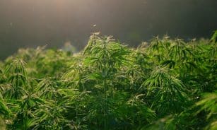 hemp, plant, nature, hemp field, leaves, foliage, plantation, marijuana leaves, backlighting, green