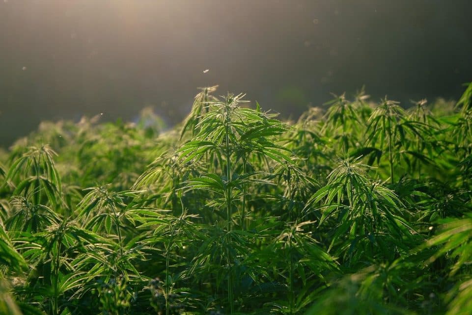hemp, plant, nature, hemp field, leaves, foliage, plantation, marijuana leaves, backlighting, green