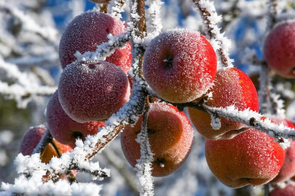 apples, frost, winter, ice cream, hoarfrost, cold, frozen, winter landscape, icetea, snow, fruit, red apple, tree, orchard, nature, close up, frost, winter, winter, winter, winter landscape, winter landscape, orchard, orchard, orchard, orchard, orchard