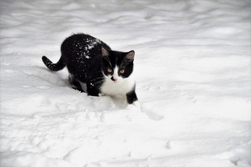 cat, kitten, nature, feline, winter, snow, in the snow, pet, black and white, fur, playful, beard, animal