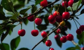 cherries, sour cherries, morello, fruit, red, summer, food, harvest, ripe, nature, garden, stone fruit, cherry tree, cherries, cherries, cherries, cherries, cherry tree, cherry tree, cherry tree, cherry tree, cherry tree