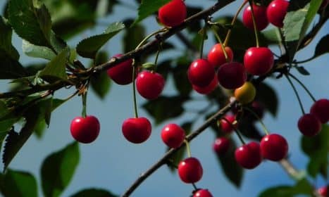 cherries, sour cherries, morello, fruit, red, summer, food, harvest, ripe, nature, garden, stone fruit, cherry tree, cherries, cherries, cherries, cherries, cherry tree, cherry tree, cherry tree, cherry tree, cherry tree