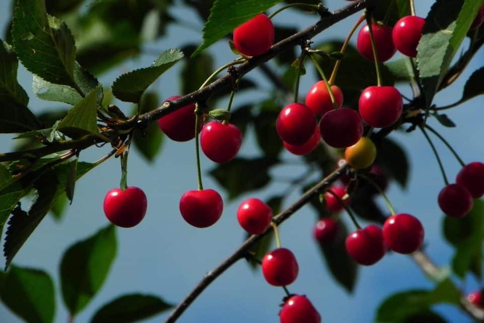 cherries, sour cherries, morello, fruit, red, summer, food, harvest, ripe, nature, garden, stone fruit, cherry tree, cherries, cherries, cherries, cherries, cherry tree, cherry tree, cherry tree, cherry tree, cherry tree