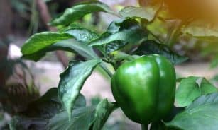 chili, bell pepper, paprika, fruit, food, spicy, material, plant, nature, bell pepper, bell pepper, bell pepper, bell pepper, bell pepper