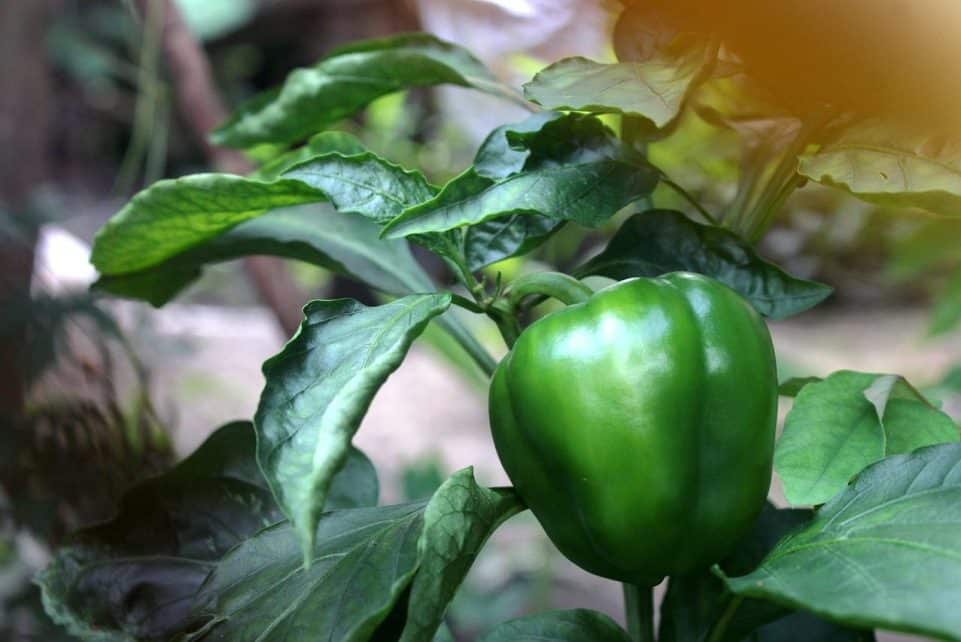 chili, bell pepper, paprika, fruit, food, spicy, material, plant, nature, bell pepper, bell pepper, bell pepper, bell pepper, bell pepper