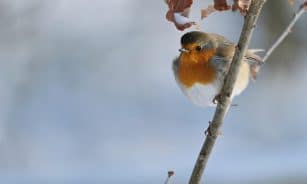 robin, bird, branch, perched, animal, european robin, robin redbreast, wildlife, feathers, plumage, snow, winter, nature, birdwatching, closeup, robin, robin, robin, robin, robin, bird, bird, bird, bird, snow, winter, winter, winter, nature, nature