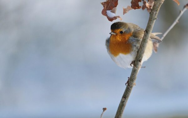 Įprasta lesykla netinka: viena maža gudrybė padės prisivilioti žaviąją liepsnelę