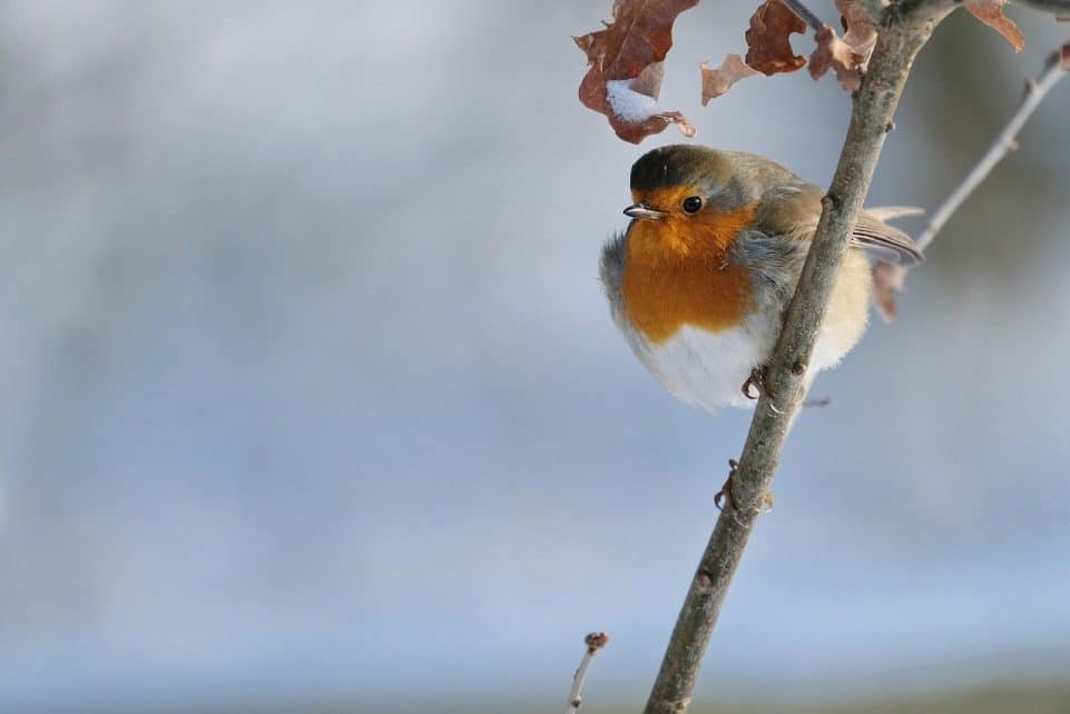 robin, bird, branch, perched, animal, european robin, robin redbreast, wildlife, feathers, plumage, snow, winter, nature, birdwatching, closeup, robin, robin, robin, robin, robin, bird, bird, bird, bird, snow, winter, winter, winter, nature, nature