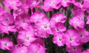 kahori carnations, beautiful flowers, pink, flower background, flowers, dianthus, flower wallpaper, dianthus kahori, pink flowers, petals, floral, spring, garden, nature, close up