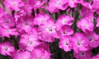 kahori carnations, beautiful flowers, pink, flower background, flowers, dianthus, flower wallpaper, dianthus kahori, pink flowers, petals, floral, spring, garden, nature, close up