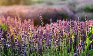 lavender, the smell of, flower wallpaper, flowers, lavender fields, flower background, purple flowers, flower, beautiful flowers, flora, lavender garden, nature