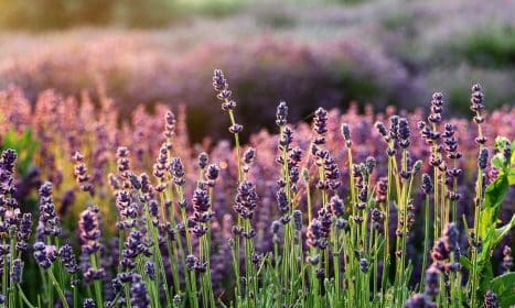 lavender, the smell of, flower wallpaper, flowers, lavender fields, flower background, purple flowers, flower, beautiful flowers, flora, lavender garden, nature