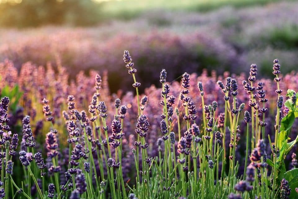lavender, the smell of, flower wallpaper, flowers, lavender fields, flower background, purple flowers, flower, beautiful flowers, flora, lavender garden, nature