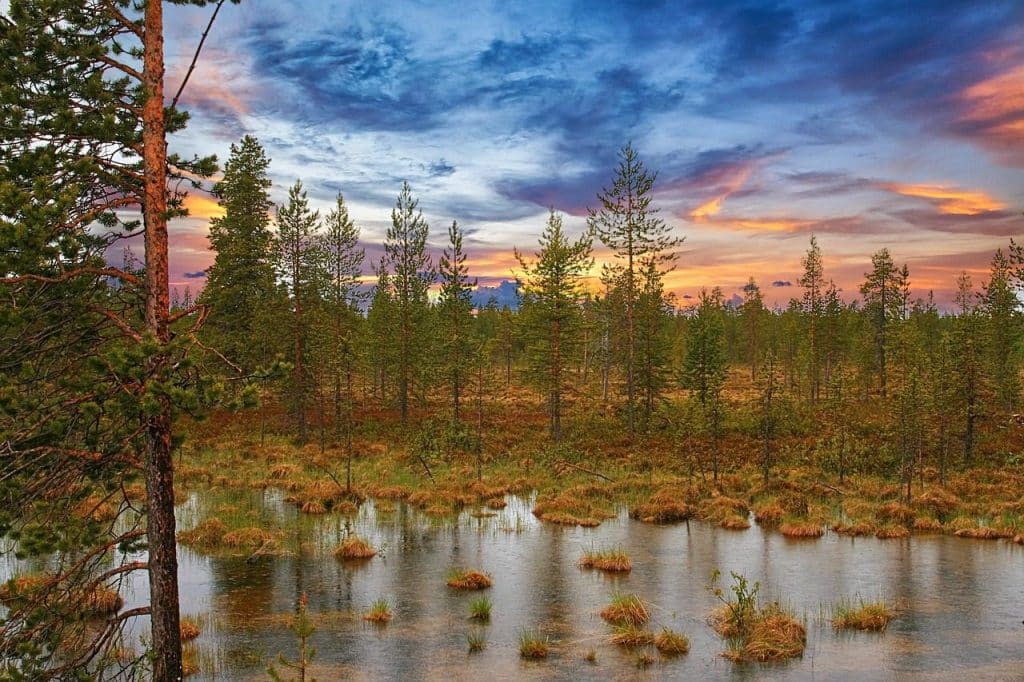 pine forest, swamp, trees, forest, wetland, nature, water, landscape, swamp, swamp, wetland, wetland, wetland, wetland, wetland