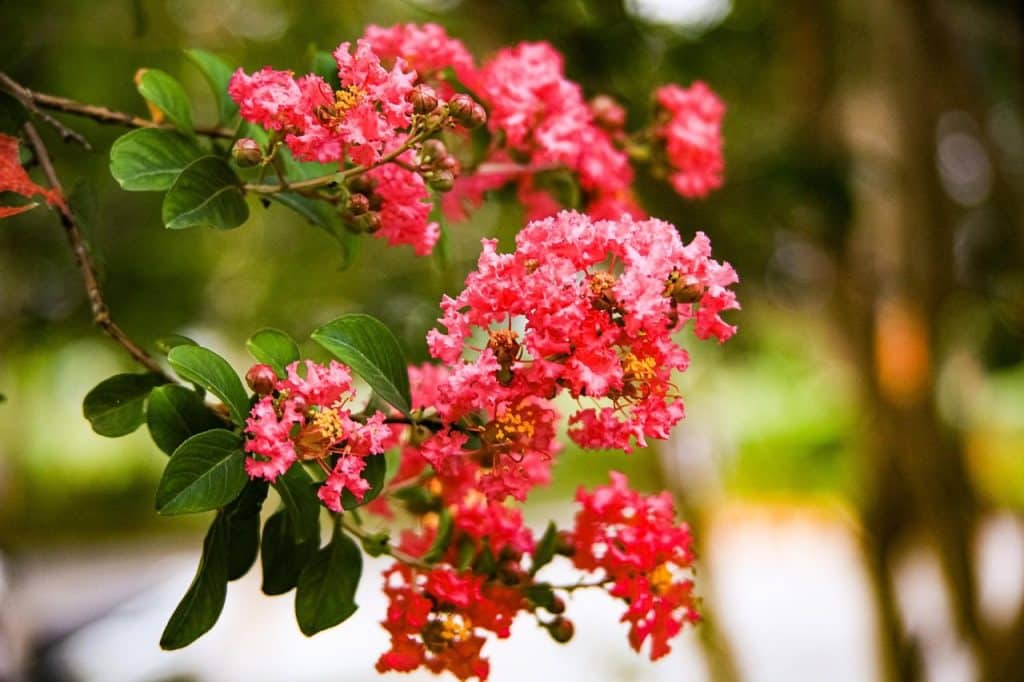 flowers, bloom, botany, blossom, plant, flower background, beautiful flowers, flower wallpaper, nature, lagerstroemia indica
