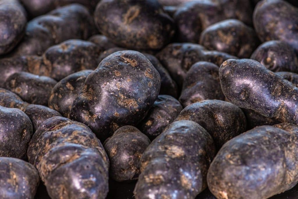 potatoes, carbohydrates, vegetables, vitamins, vegan, healthy, vegetarian, harvest, food, fresh, agriculture, dark purple tubers, old potato variety, diet