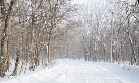 lane, highway, frozen, frost, forest, nature, silence, solitude, blizzard, cold, fog, ice, journey, landscape, outdoor