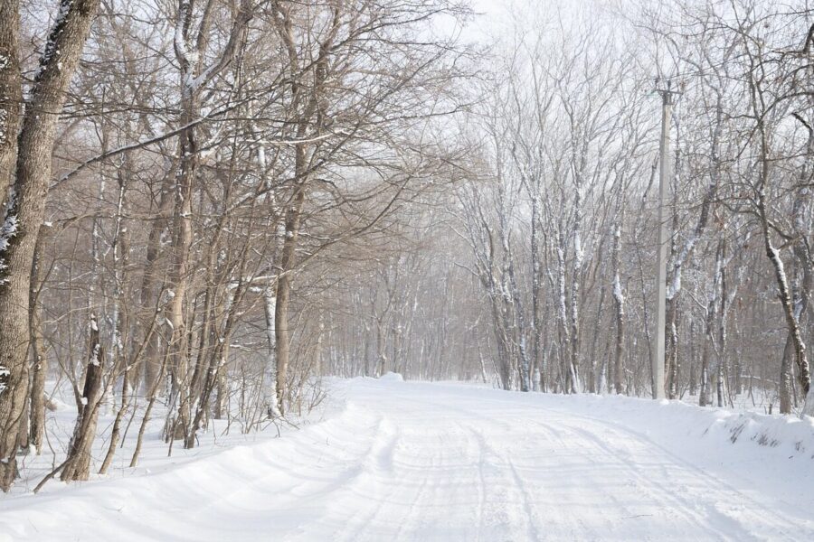 lane, highway, frozen, frost, forest, nature, silence, solitude, blizzard, cold, fog, ice, journey, landscape, outdoor