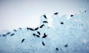 springtail, snow, flea, insects, bugs, animals, wildlife, winter, nature, macro, fleas
