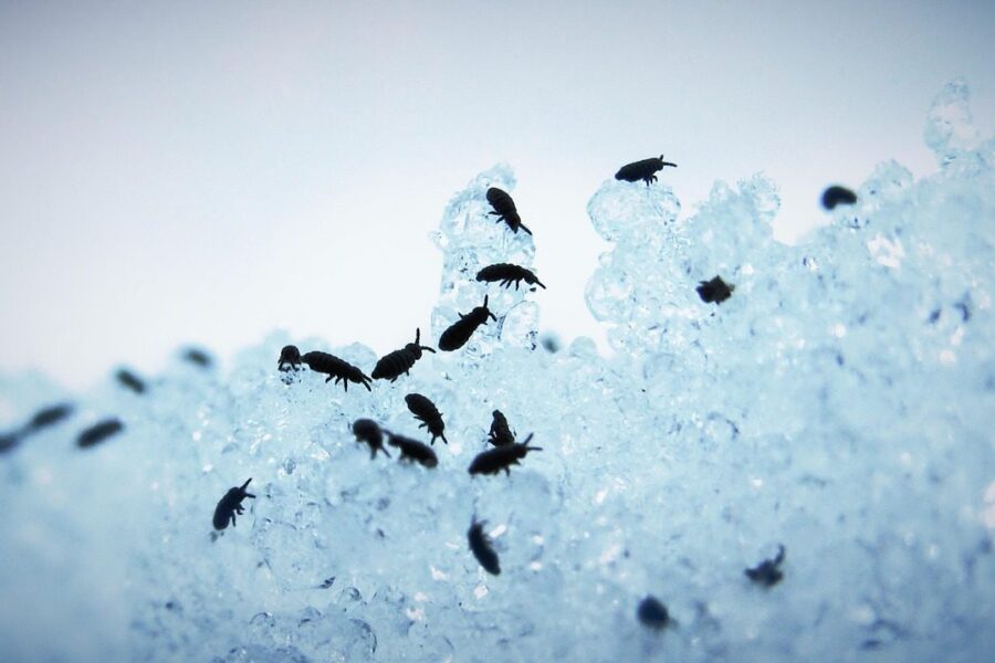 springtail, snow, flea, insects, bugs, animals, wildlife, winter, nature, macro, fleas