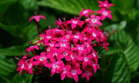 flowers, beautiful flowers, pentas lanceolata, flora, botany, bloom, flower wallpaper, flower background, blossom, nature, petals